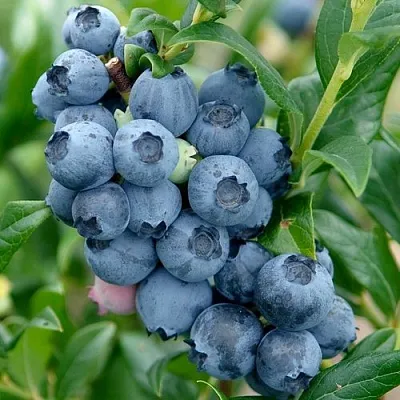 Голубика ХАРДИБЛЮ  Голубика ХАРДИБЛЮ в Кургане