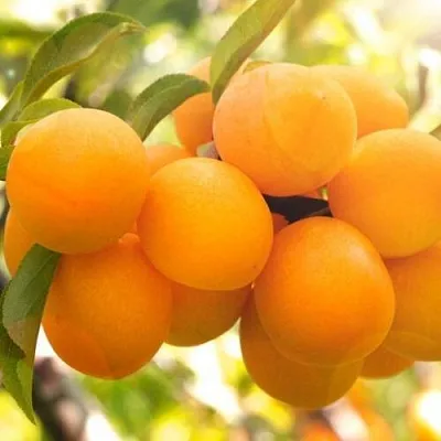 Слива МАРА  Слива МАРА в Кургане