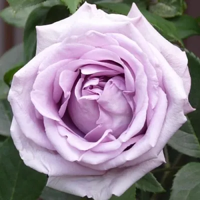 Саженцы роз ИНДИГОЛЕТТА плетистая  Саженцы роз ИНДИГОЛЕТТА плетистая в Кургане