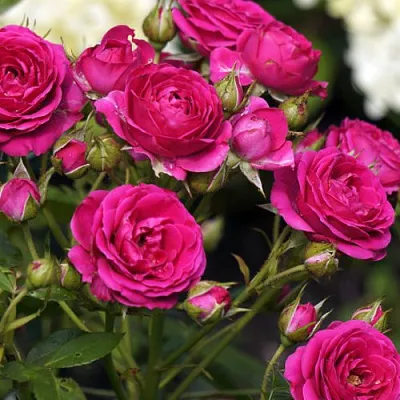 Саженцы роз БЕБИ КРИМСОН миниатюрная  Саженцы роз БЕБИ КРИМСОН миниатюрная в Кургане