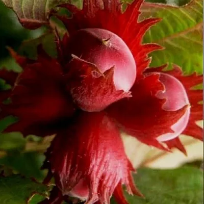 Фундук БАГРЯНЕЦ в Кургане