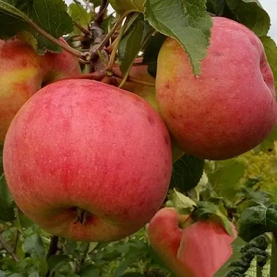 Яблоня БОЛОТОВСКОЕ в Кургане