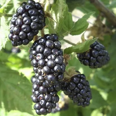 Ежемалина МАРИОН  Ежемалина МАРИОН в Кургане