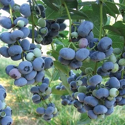 Голубика ЛИБЕРТИ в Кургане