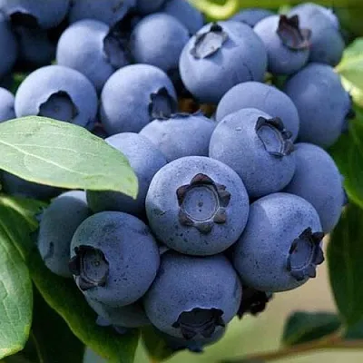 Голубика СПАРТАН в Кургане