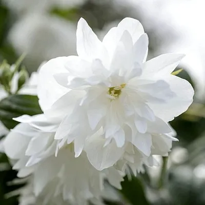 Жасмин МИНЕСОТА СНОУФЛЕЙК в Кургане