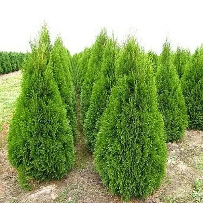 Туя СМАРАГД западная  Туя СМАРАГД западная в Кургане