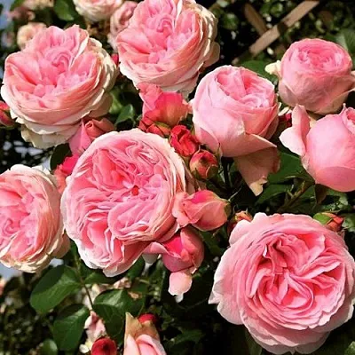 Саженцы роз ДЖАРДИНА плетистая  Саженцы роз ДЖАРДИНА плетистая в Кургане