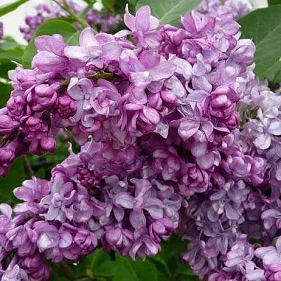 Сирень ГЕНЕРАЛ ПЕРШИНГ  Сирень ГЕНЕРАЛ ПЕРШИНГ в Кургане