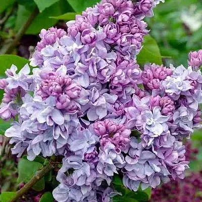 Сирень КАТЕРИНА ХАВЕМЕЙЕР  Сирень КАТЕРИНА ХАВЕМЕЙЕР в Кургане