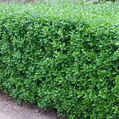 Бирючина обыкновенная АТРОВИРЕНС в Кургане