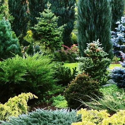 Хвойные растения  Хвойные растения в Кургане
