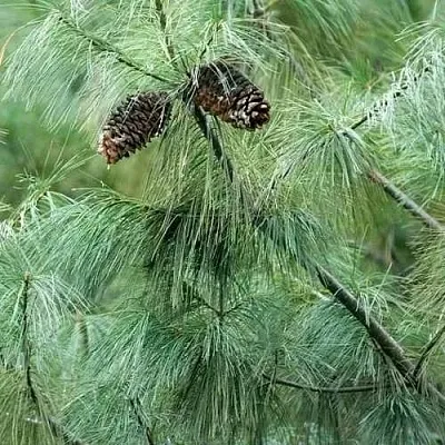 Сосна АРМАНДИ  Сосна АРМАНДИ в Кургане