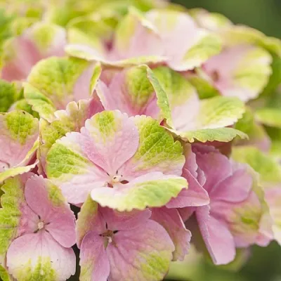 Гортензия МЭДЖИКАЛ КРИСТАЛЛ крупнолистная  Гортензия МЭДЖИКАЛ КРИСТАЛЛ крупнолистная в Кургане