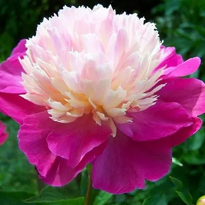 Пион ГЕЙ ПАРИ травянистый  Пион ГЕЙ ПАРИ травянистый в Кургане