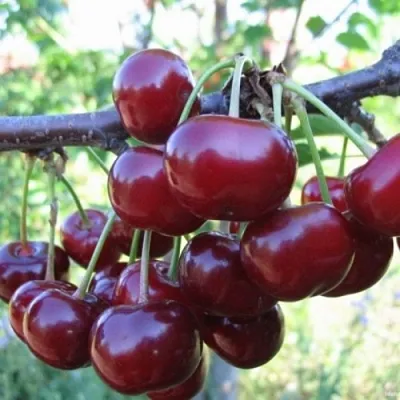 Вишня НОРД СТАР в Кургане