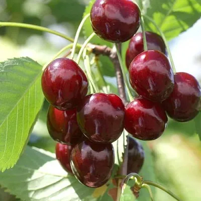 Черешня ОВСТУЖЕНКА  Черешня ОВСТУЖЕНКА в Кургане