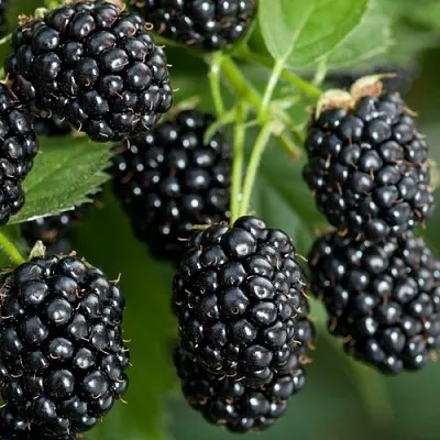 Ежевика ЧЕРНАЯ МАГИЯ ремонтантная  Ежевика ЧЕРНАЯ МАГИЯ ремонтантная в Кургане