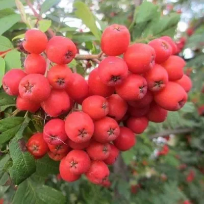 Рябина НЕВЕЖИНСКАЯ сладкоплодная в Кургане