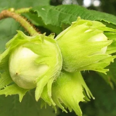 Фундук КАТАЛОНСКИЙ в Кургане