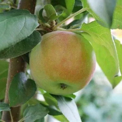 Яблоня ПОДСНЕЖНИК стелющаяся  Яблоня ПОДСНЕЖНИК стелющаяся в Кургане