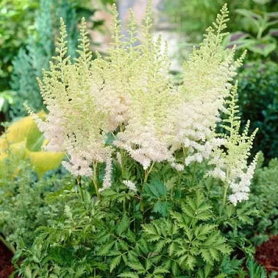 Астильба МИЛК ЭНД ХАНИ китайская в Кургане