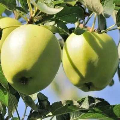 Яблоня САХАРНАЯ  Яблоня САХАРНАЯ в Кургане