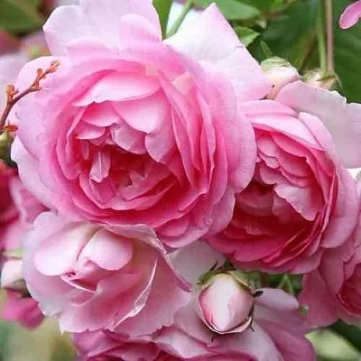 Саженцы роз ЖАСМИНА плетистая  Саженцы роз ЖАСМИНА плетистая в Кургане