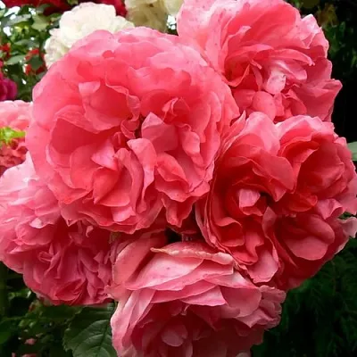 Саженцы роз РОЗЕУМ ЮТЕРСОН плетистая  Саженцы роз РОЗЕУМ ЮТЕРСОН плетистая в Кургане