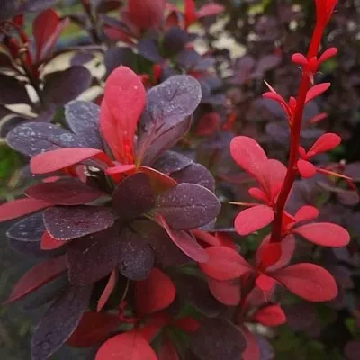 Барбарис РЕД ПИЛЛАР тунберга в Кургане