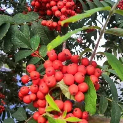 Рябина НЕВЕЖИНСКАЯ сладкоплодная в Кургане