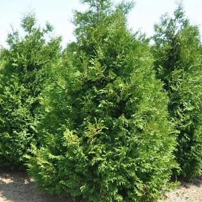 Туя ВАКСЕН западная  Туя ВАКСЕН западная в Кургане