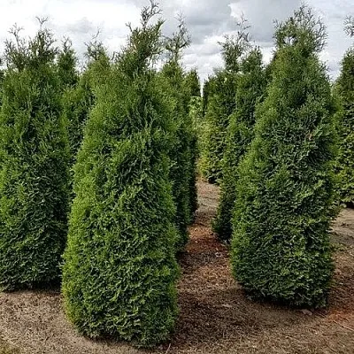 Туя ХОЛМСТРУП западная  Туя ХОЛМСТРУП западная в Кургане