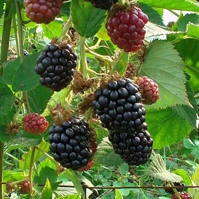 Ежевика ЧЕСТЕР бесшипная  Ежевика ЧЕСТЕР бесшипная в Кургане