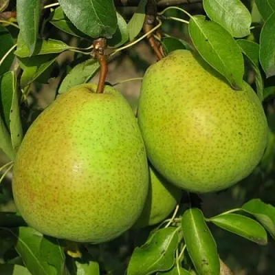 Груша НАЙТ-ВЕРТ колонновидная  Груша НАЙТ-ВЕРТ колонновидная в Кургане