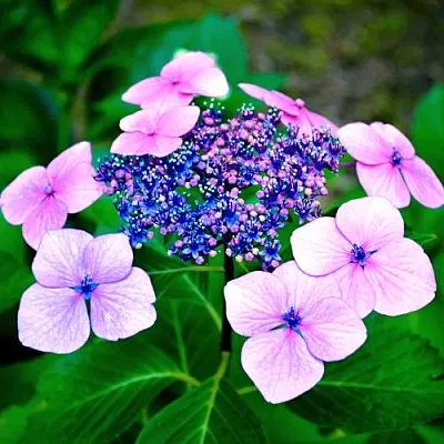 Гортензия БЛЮБЕРД пильчатая в Кургане