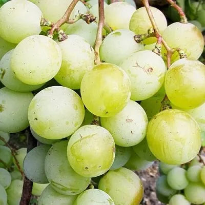 Виноград КЕША МУСКАТ  Виноград КЕША МУСКАТ в Кургане