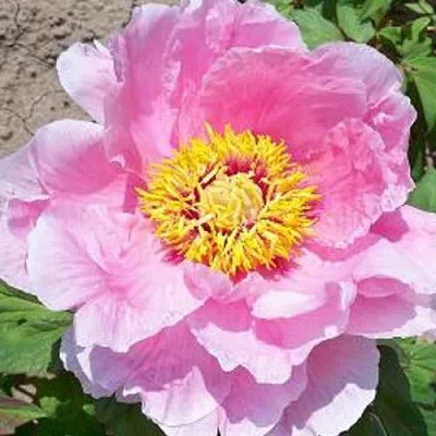 Пион МАРАМАЦУ-ЗАКУРА древовидный в Кургане