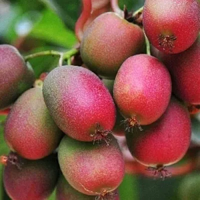 Актинидия ВЕЙКИ аргута в Кургане