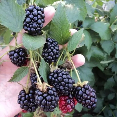 Ежевика ОУАЧИТА бесшипная — описание сорта Ежевика ОУАЧИТА бесшипная в Кургане