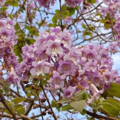 Павлония ПАО ТОГН Z07 в Кургане