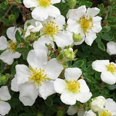 Лапчатка ТИЛФОРД КРИМ кустарниковая  Лапчатка ТИЛФОРД КРИМ кустарниковая в Кургане