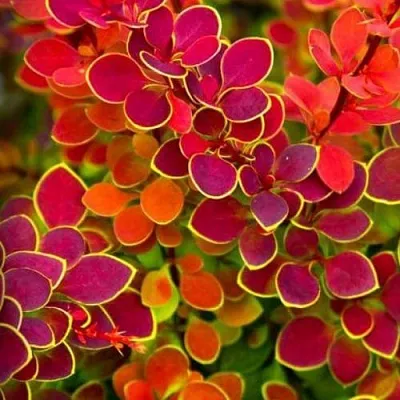 Барбарис ОРАНЖ САНРАЙЗ тунберга в Кургане