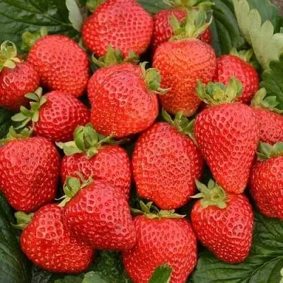 Клубника САН АНДРЕАС ремонтантная в Кургане