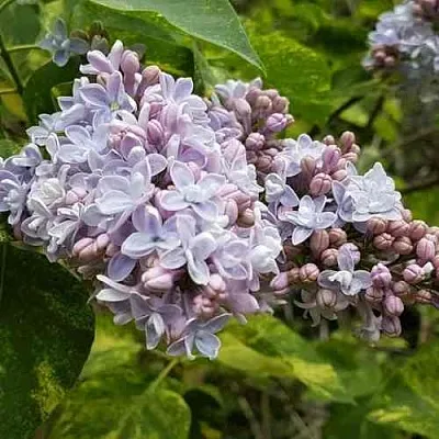 Сирень АУКУБАФОЛИЯ  Сирень АУКУБАФОЛИЯ в Кургане