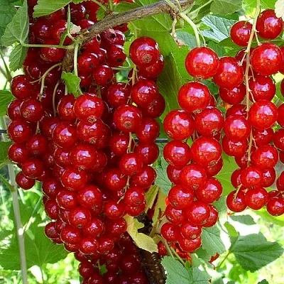 Смородина красная ЙОНКЕР ВАН ТЕТС в Кургане