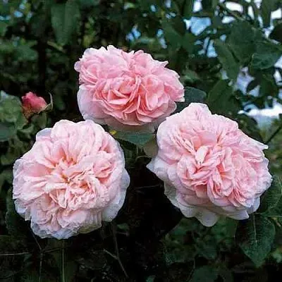 Саженцы роз КЛЭР РОУЗ английская  Саженцы роз КЛЭР РОУЗ английская в Кургане