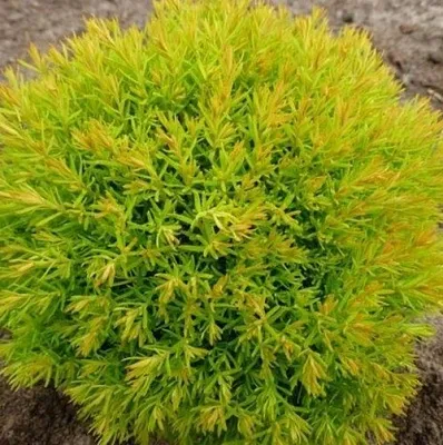 Туя АННИЕК западная  Туя АННИЕК западная в Кургане