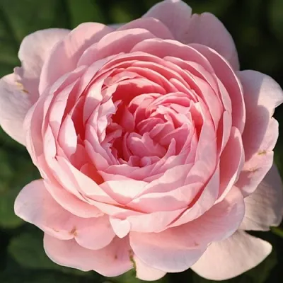 Саженцы роз КУИН ОФ СУИДЕН английская  Саженцы роз КУИН ОФ СУИДЕН английская в Кургане