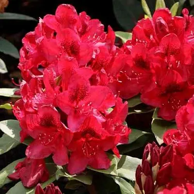 Рододендрон МАТАДОР в Кургане